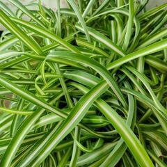【お話し中】観葉植物☆オリヅルランの画像