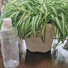 【お話し中】観葉植物☆オリヅルランの画像