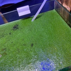 ミジンコ草　ミジンコウキクサ　水草