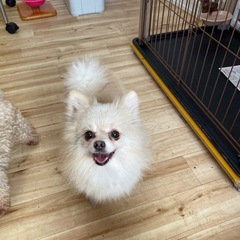 繁殖引退犬です