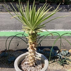 ユッカ アロイフォリア 錦