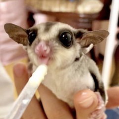 フクロモモンガ　メス　引き渡し決まりました