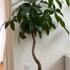 観葉植物（パキラのセット）