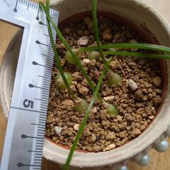 観葉植物　蒼角殿　実生　抜き苗一つ700円　