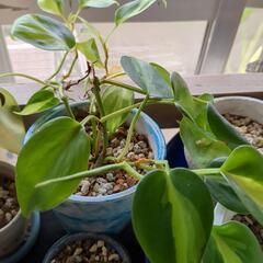 観葉植物　フィロデンドロン　オキシカルジウム