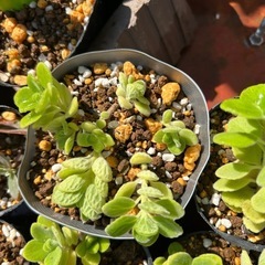 多肉植物　　　
