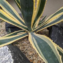 アガベの画像