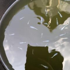 ※11月まで※メダカ　色々バケツの画像