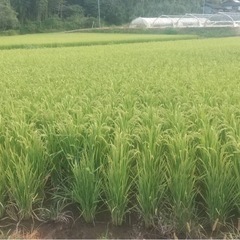 お米買います
