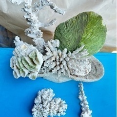 珊瑚礁　アクアリウム