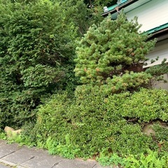 石と木の画像