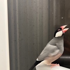 桜文鳥　再投稿 − 大阪府