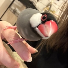 桜文鳥　再投稿 - 大阪市