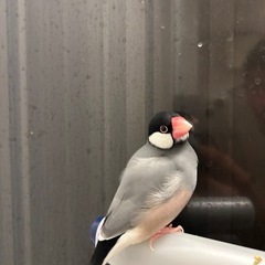 桜文鳥　再投稿 - その他