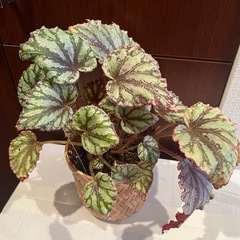 観葉植物 レックスベゴニア