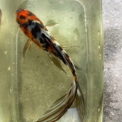 🐟金魚　朱文金🐟