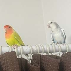【受付終了】コザクラインコお譲りします。餌や鳥籠等とお譲りします。