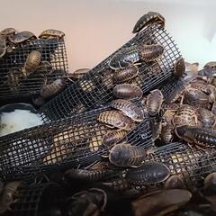 デュビア　爬虫類や小動物の餌