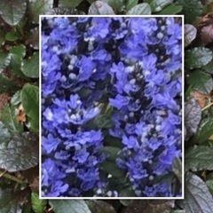 ☆*:.アジュガ チョコレートチップ•Ajuga reptans...