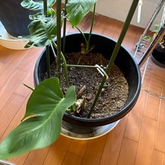 差し上げます！観葉植物モンステラ