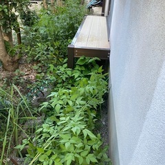 草とり除草剤撒き