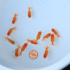 福岡県 筑紫野市の金魚 その他の中古が安い！激安で譲ります