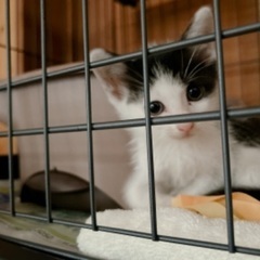 ★募集終了★生後１ヶ月の子猫ちゃん