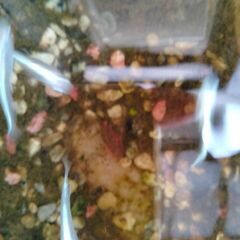 メダカ５匹　シルバーラメ紫の画像