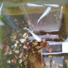 メダカ５匹　シルバーラメ紫の画像