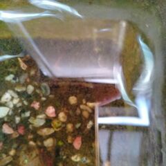 メダカ５匹　シルバーラメ紫の画像