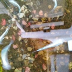 メダカ５匹　シルバーラメ紫の画像