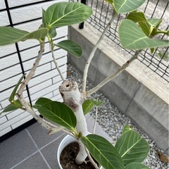 観葉植物　ベンガレンシス？の画像