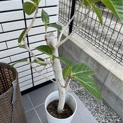 観葉植物　ベンガレンシス？の画像