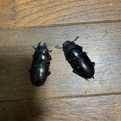 インドアンタエウスオオクワガタ　ペアの画像