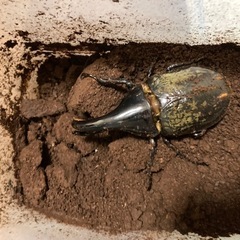 ヘラクレスオオカブトの画像