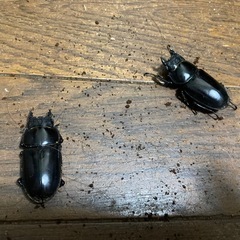 クワガタ　カブトムシ　余品の画像