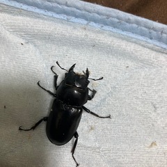 クワガタ　カブトムシ　余品の画像