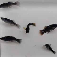 （決まりました)めだか🐟ブラックオニキス🐟６匹