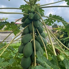 パパイヤたくさんあります