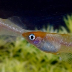 めだか厳選現物ハイビスカスメダカの画像