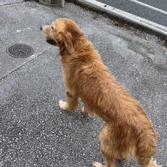 《迷子犬の目撃情報》