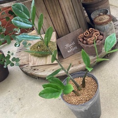 🌱ザミオクルカス　金銭樹