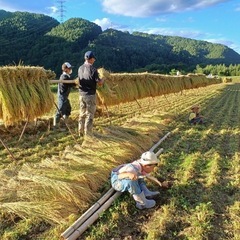 長野市でお渡し可★新米🌾ハザ掛け米🌾5kg〜