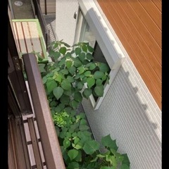 【至急】1.8万　自由時間【草刈り】都合のいい時間で、空き家周りの草刈りの画像