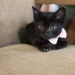 黒猫ベビー(家族が決まりました)