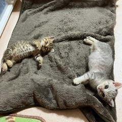 ぽっこりお腹の可愛い兄妹です　再度募集します