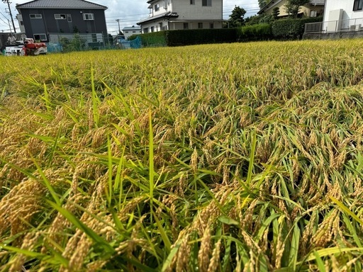 令和6年 新米 静岡産 30キロ 玄米