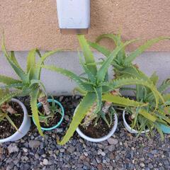 キダチアロエ　５鉢セットの画像