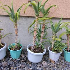 キダチアロエ　５鉢セットの画像