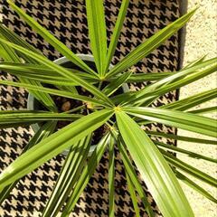 「値下げ」観音竹苗鉢植えの画像